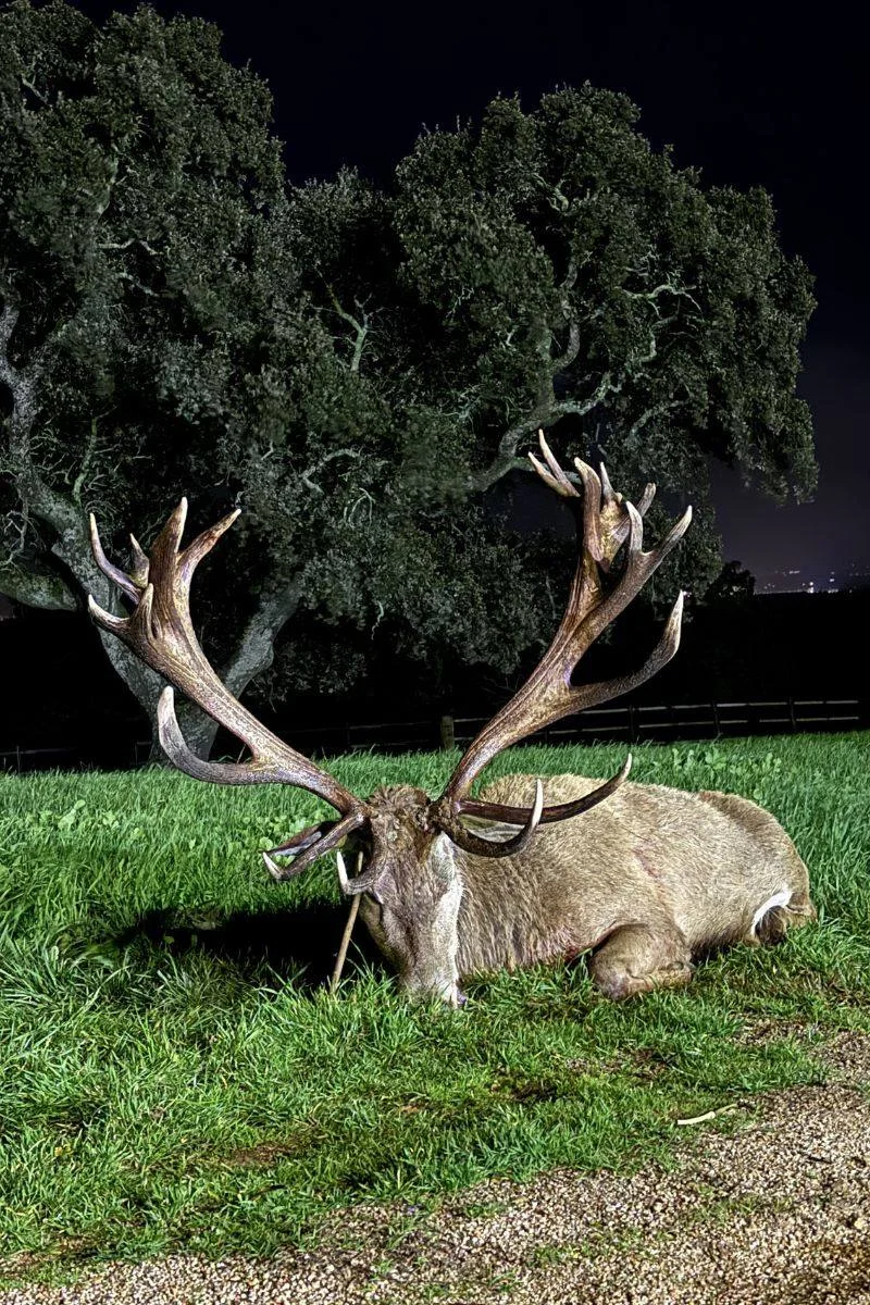 rececho-venado-nuevo-10