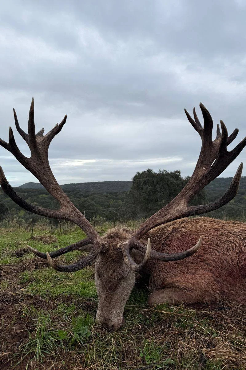rececho-venado-nuevo-11