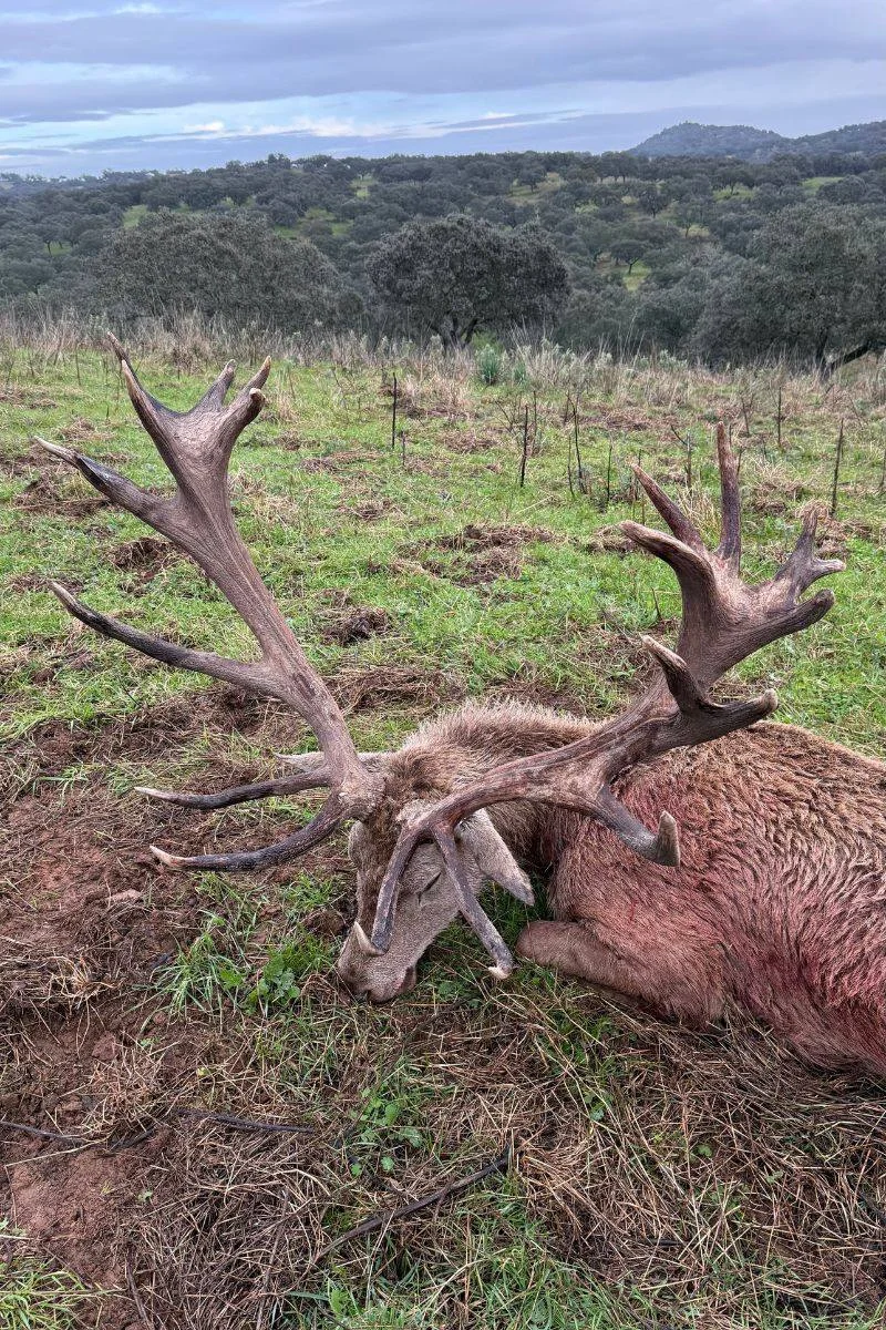 rececho-venado-nuevo-12