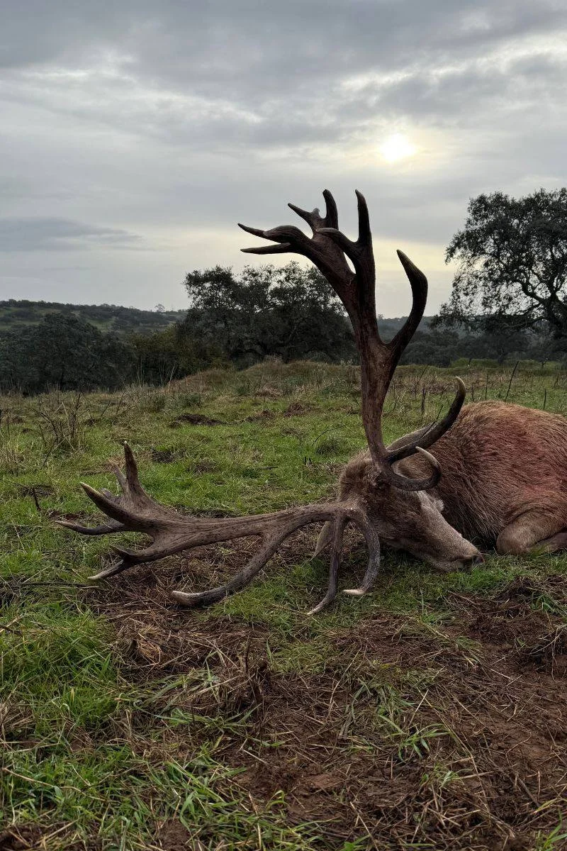 rececho-venado-nuevo-14