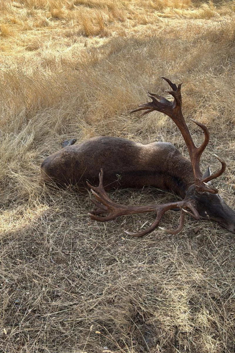 rececho-venado-nuevo-2
