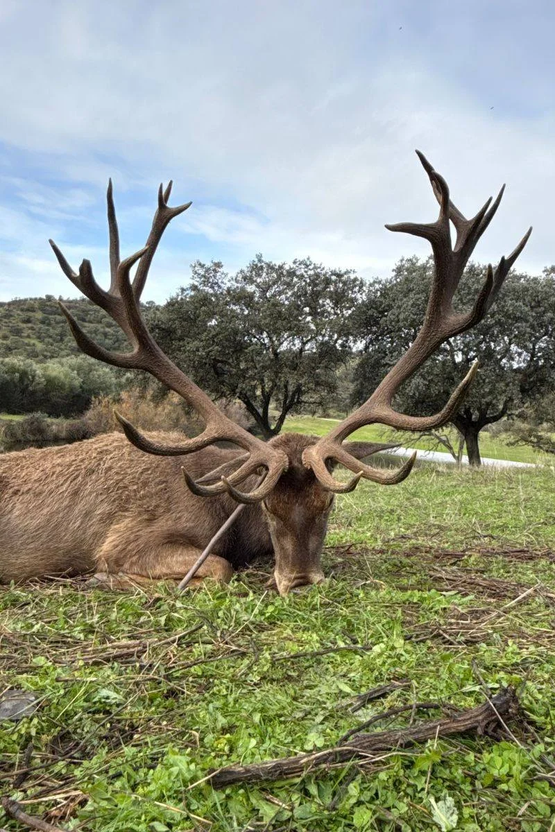 rececho-venado-nuevo-7