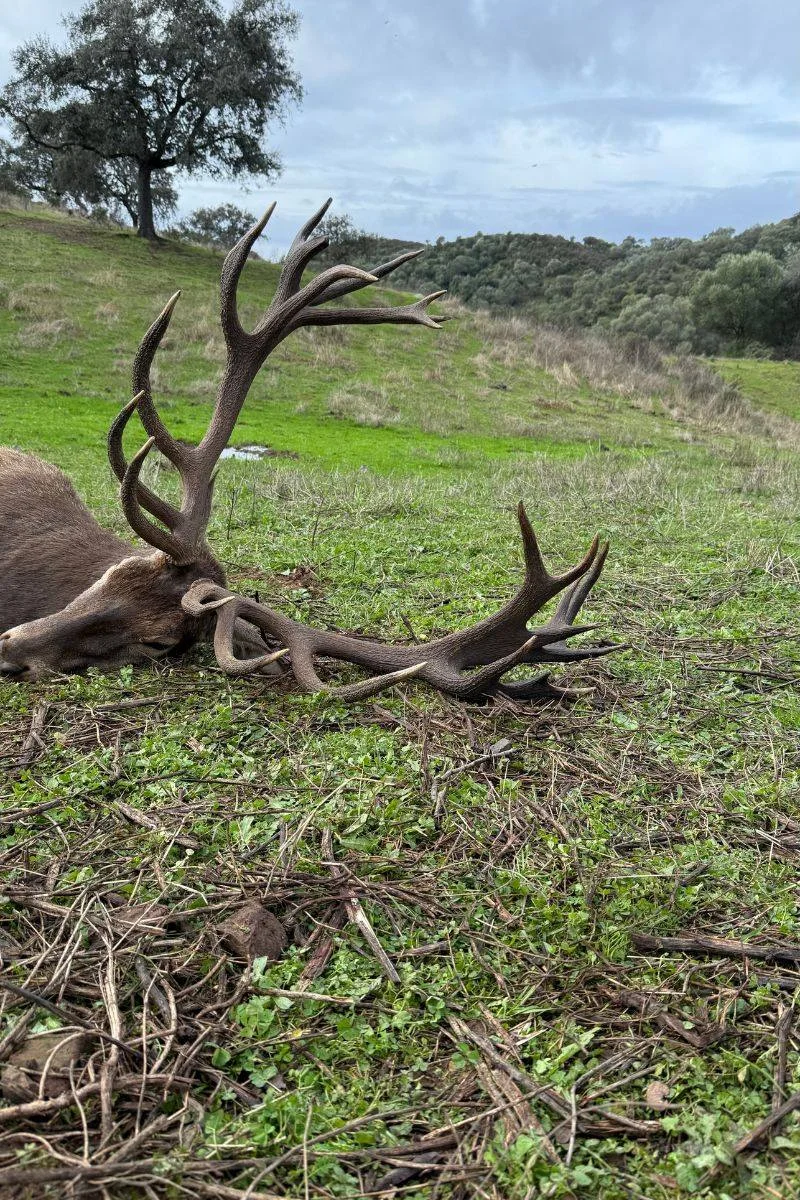 rececho-venado-nuevo-8