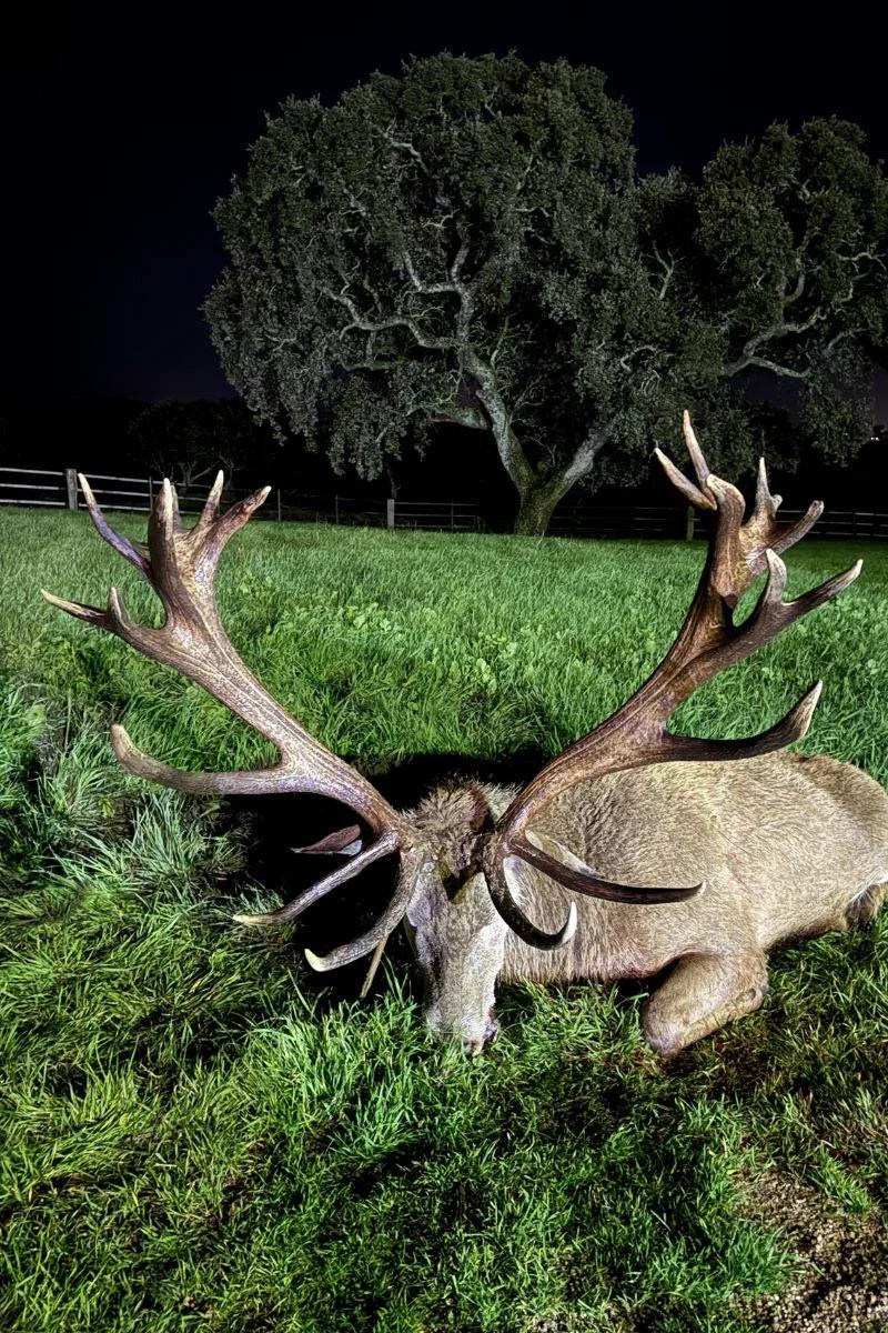 rececho-venado-nuevo-9